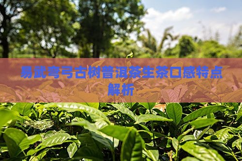 易武弯弓普洱茶生茶特点