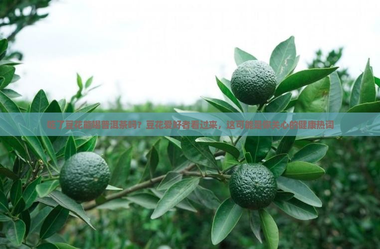 吃了豆花能喝普洱茶吗