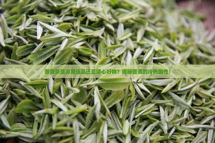 普洱属于凉性还是热性