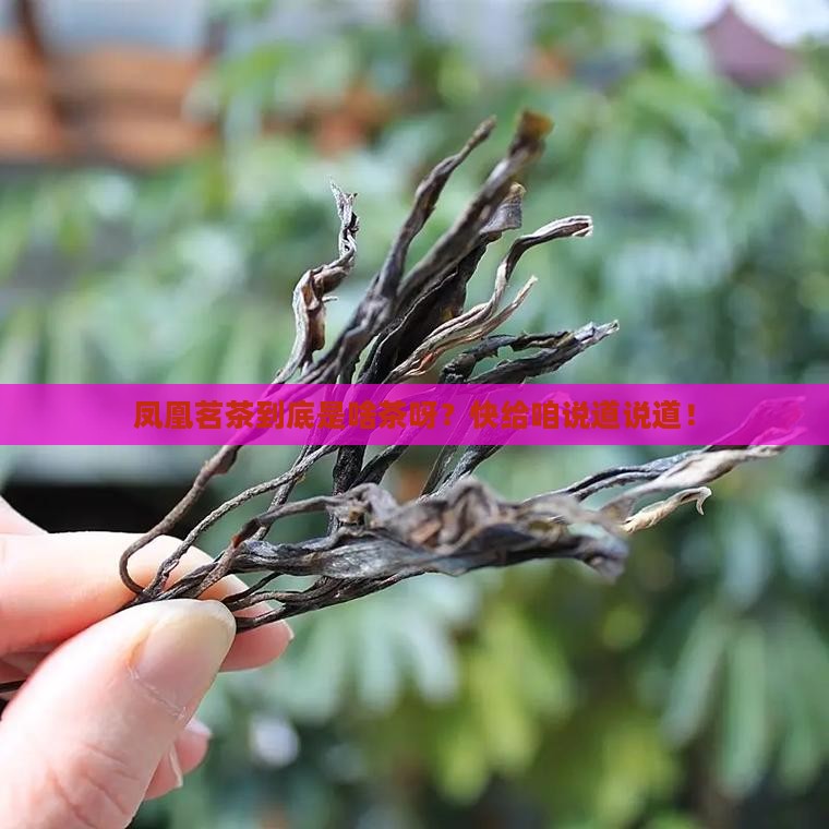 凤凰茗茶属于什么茶