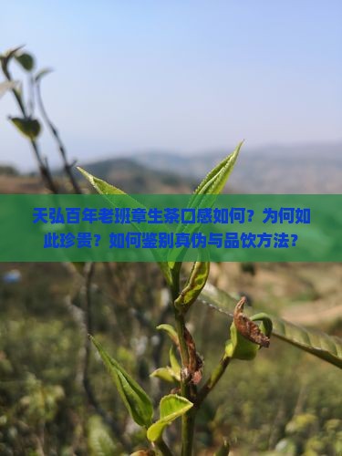 天弘百年老班章生茶