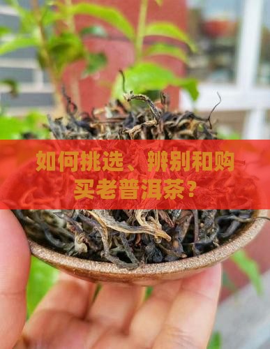 老普洱茶怎么购买