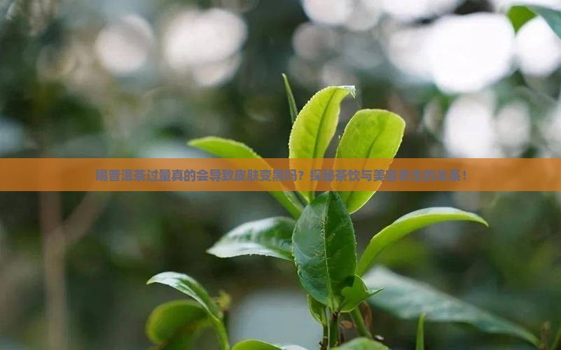 普洱茶喝多了人会变黑吗 普洱茶喝多了人会变黑吗