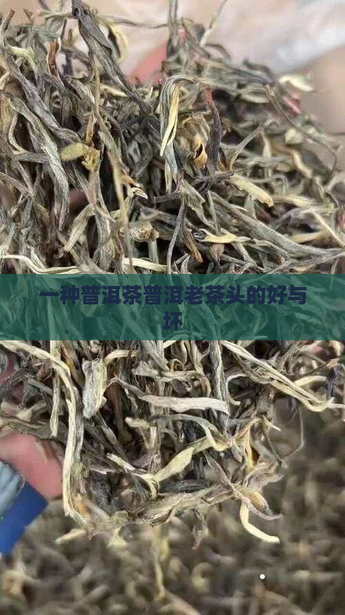 老茶头普洱茶好与坏