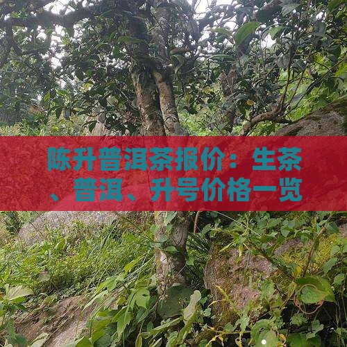 勐海陈升普洱茶报价