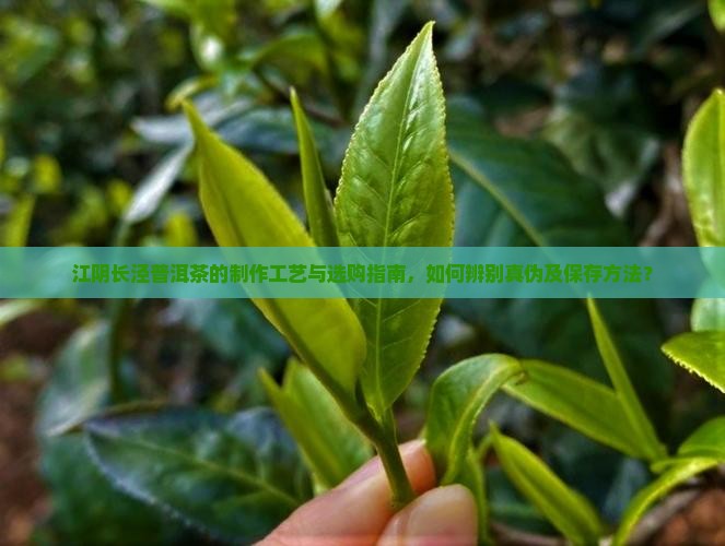 江阴长泾普洱茶
