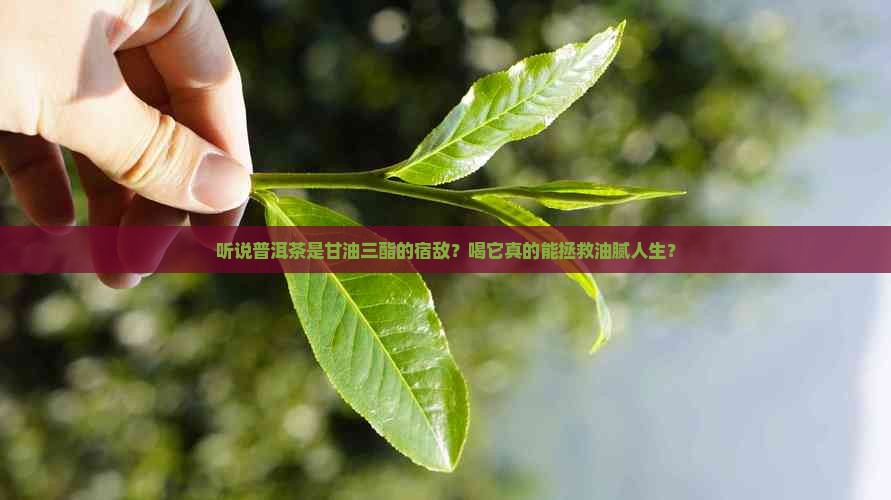 甘油三酯克星普洱茶