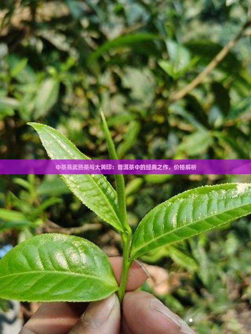中茶易武熟茶和大黄印