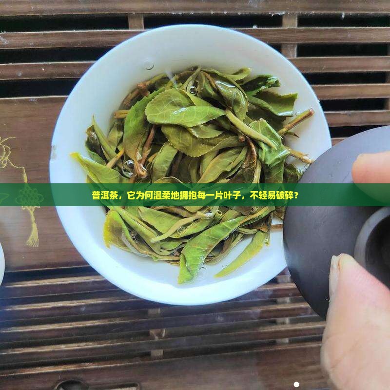 普洱茶为什么不会碎