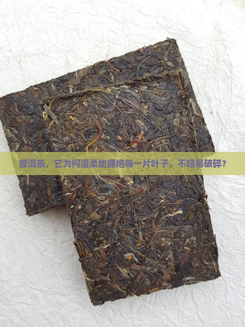 普洱茶为什么不会碎