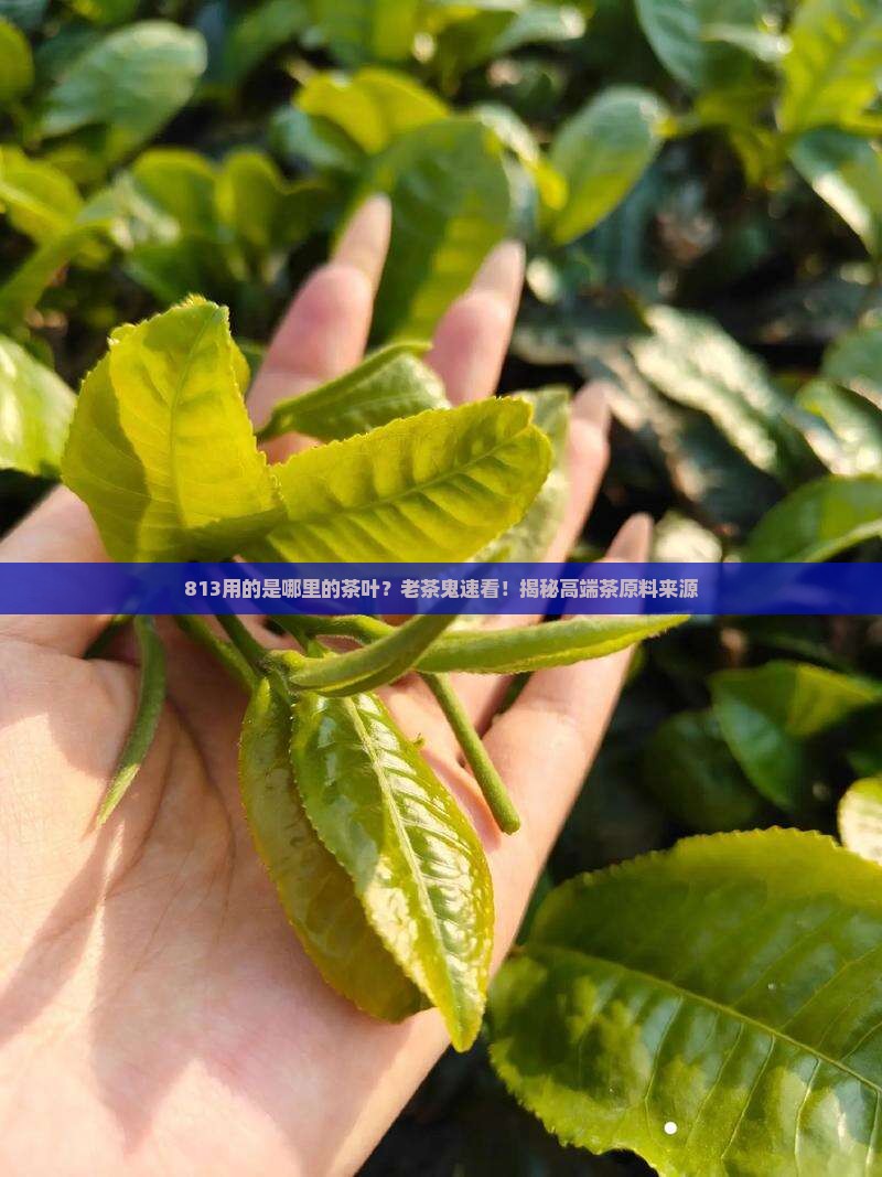 813用的是哪里的茶叶