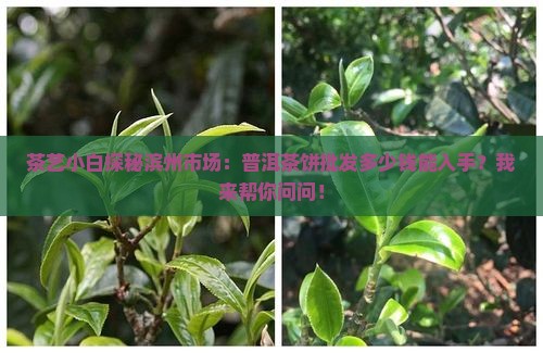 滨州普洱茶饼批发价格表
