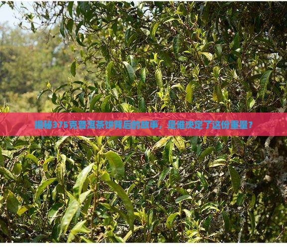 普洱茶饼375克是谁定的