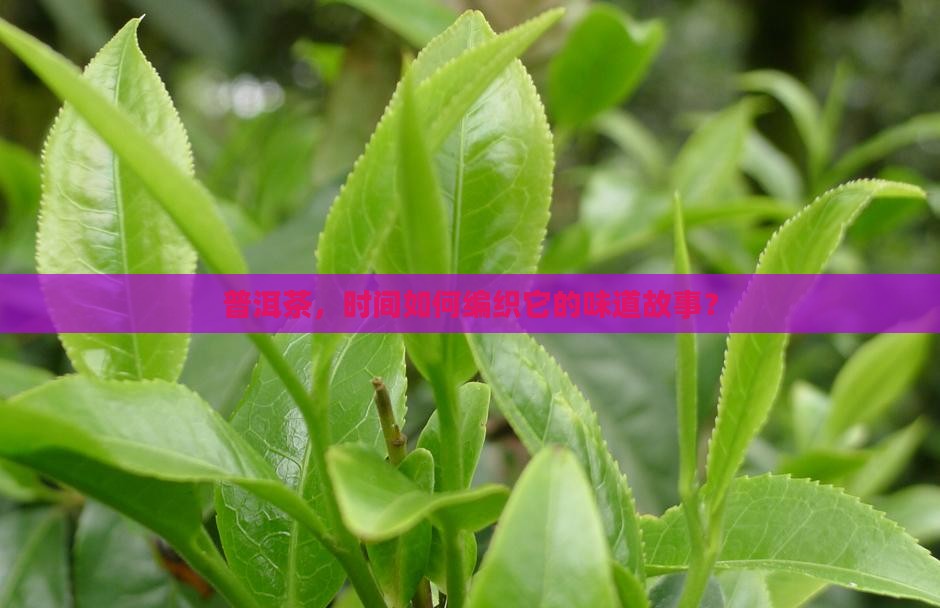 普洱茶不同时期的状态 普洱茶不同时期的状态