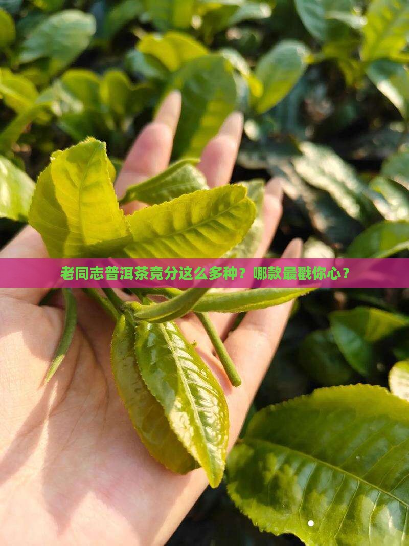 老同志普洱茶的产品分类
