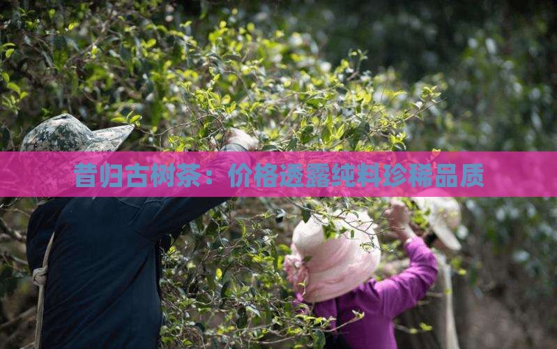 德若堂昔归纯料古树茶