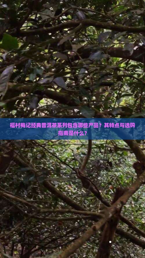 福村梅记有什么经典普洱茶