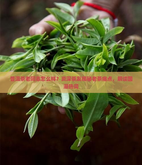 普洱茶老同志怎么样