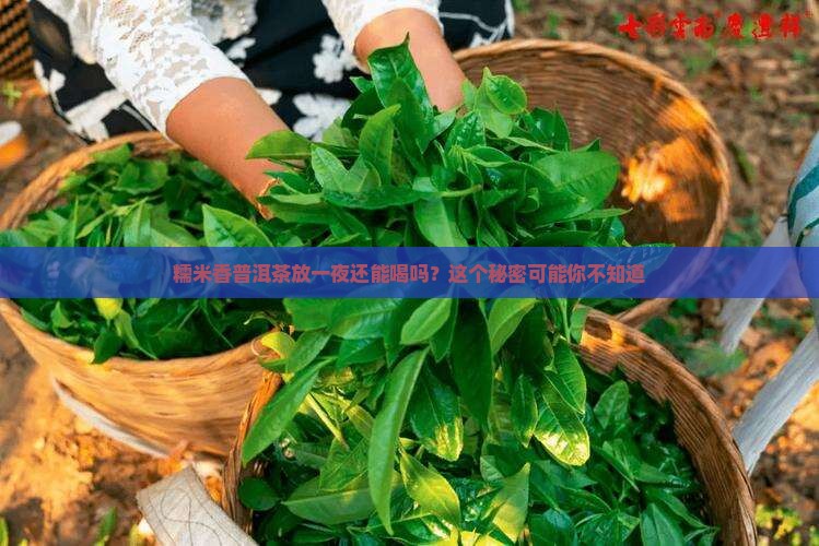 糯米香普洱茶过夜能喝吗