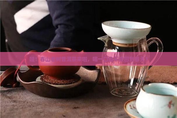 中茶春山老树普洱茶