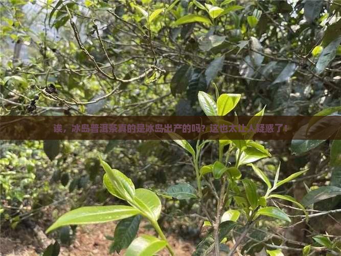 冰岛普洱茶是冰岛产的吗