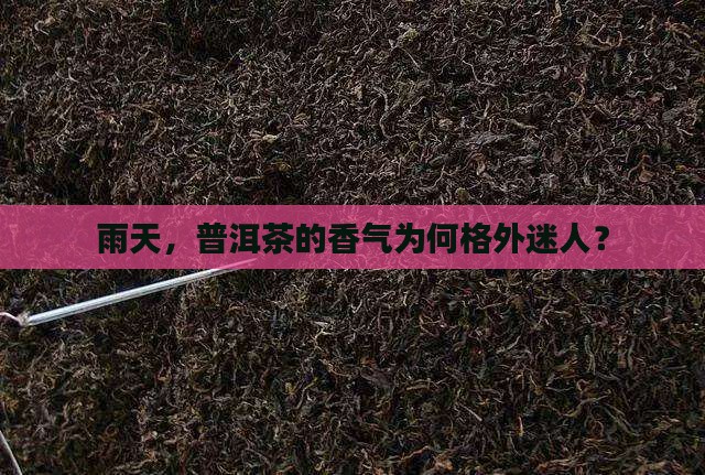 为什么下雨天喝普洱茶香