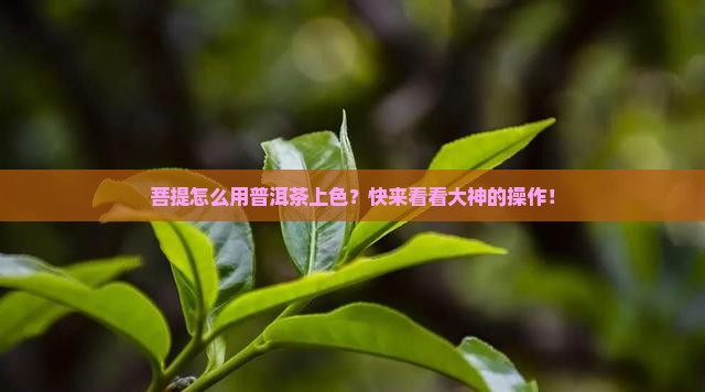菩提如何用普洱茶染色上色 菩提如何用普洱茶染色上色