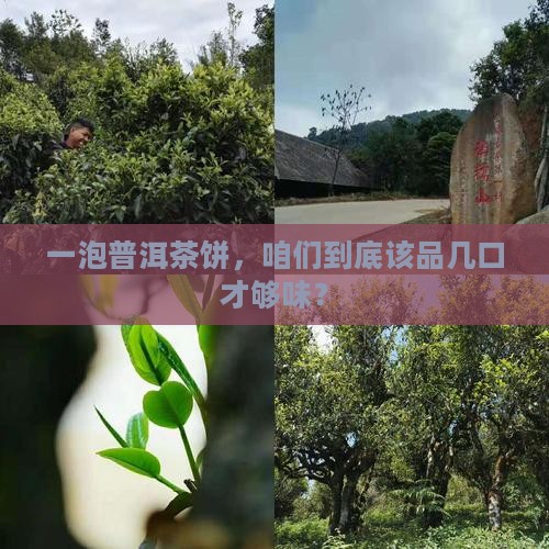 普洱茶饼每次喝多少