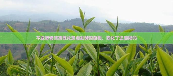 不发酵普洱茶陈化