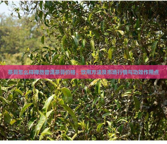 茶膏怎么样禅然普洱茶膏