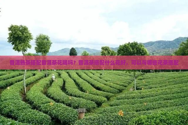 普洱熟茶搭配普洱茶花喝吗