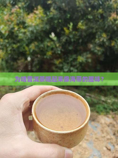 普洱茶为什么有海带腥味