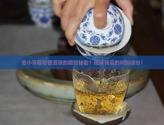觉小牙与普洱茶什么关系