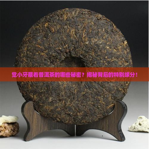 觉小牙与普洱茶什么关系