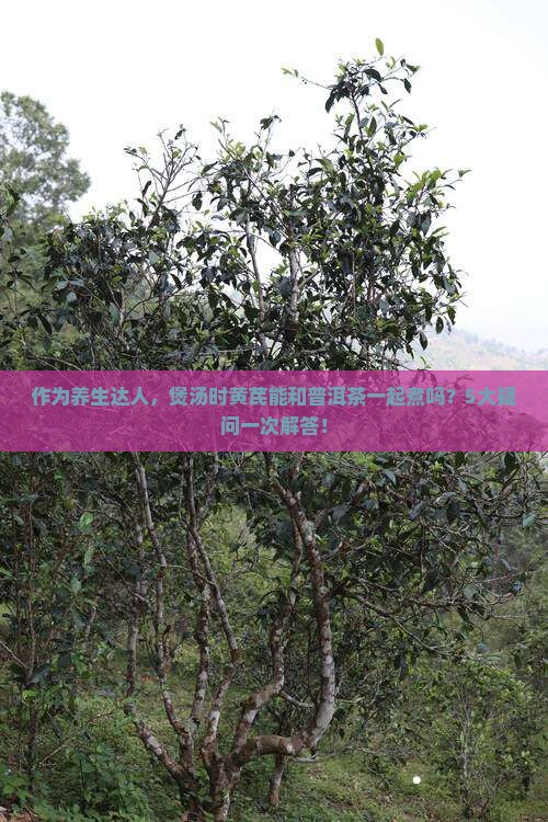 黄芪能和普洱茶一块煮吗