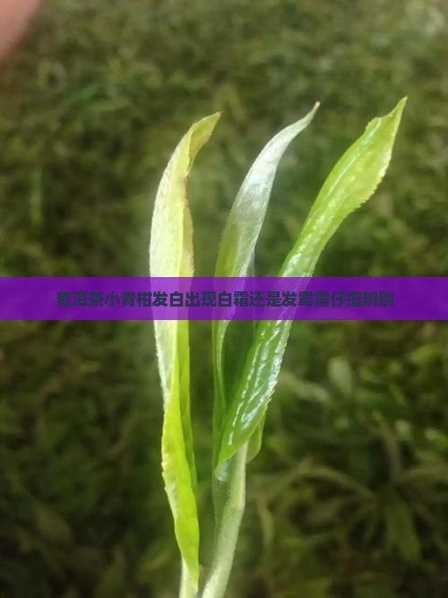 普洱茶小青柑发白