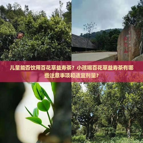 百花草益寿茶小孩可以喝吗 百花草益寿茶小孩可以喝吗