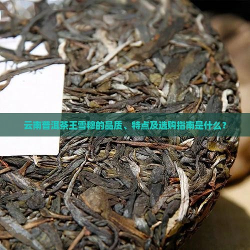 云南普洱茶王雪穆 云南普洱茶王雪穆