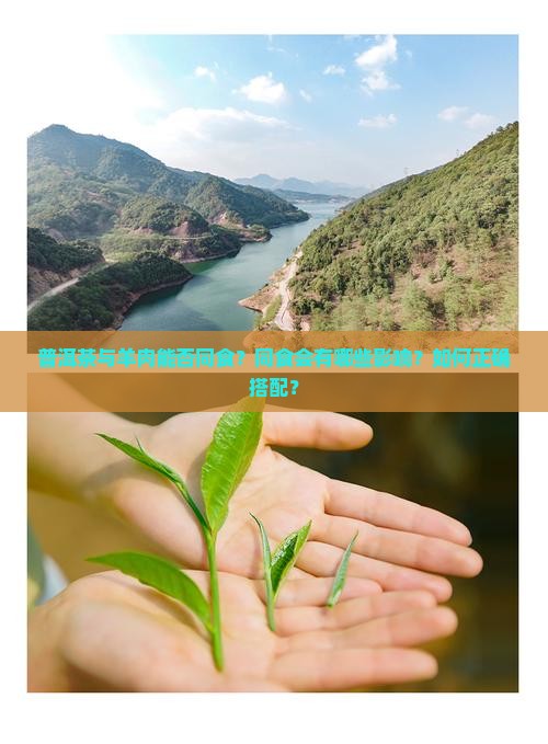 普洱茶和羊肉可以同食吗