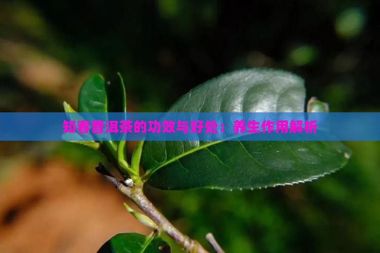 知春普洱茶的功效