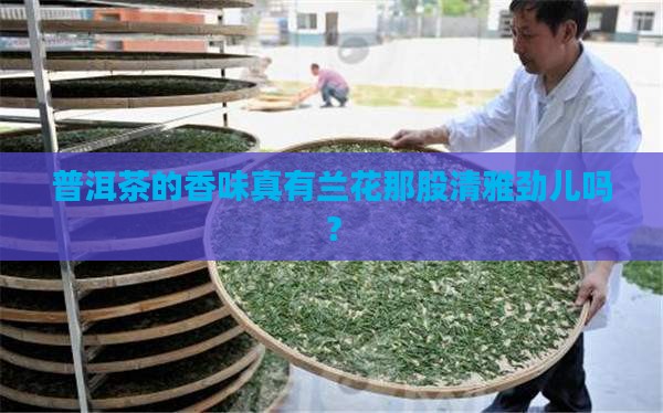 普洱茶像兰花香味吗