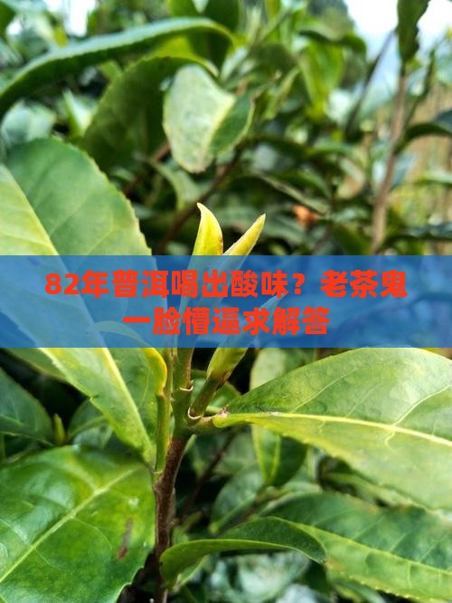 82年普洱什么梗