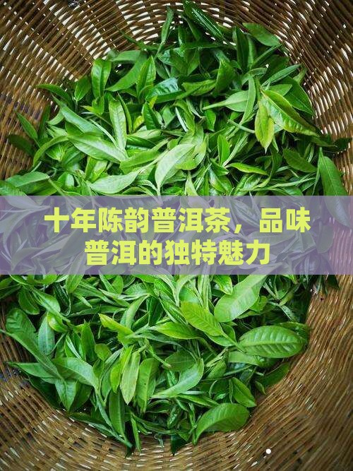 十年的生普洱茶
