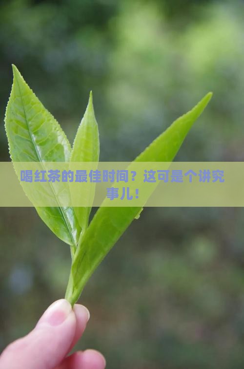喝红茶什么时间