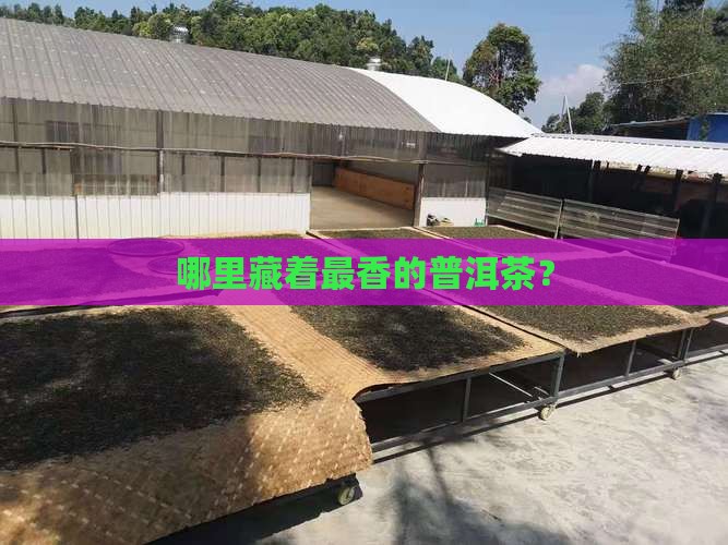 优质普洱茶的产地 优质普洱茶的产地
