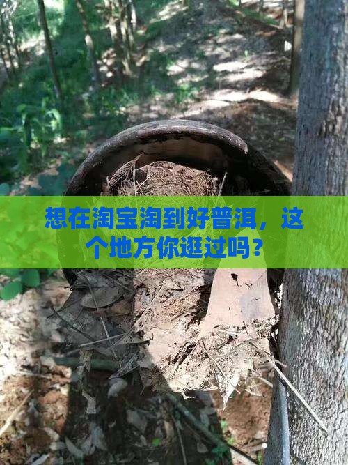 淘宝普洱茶哪里买好