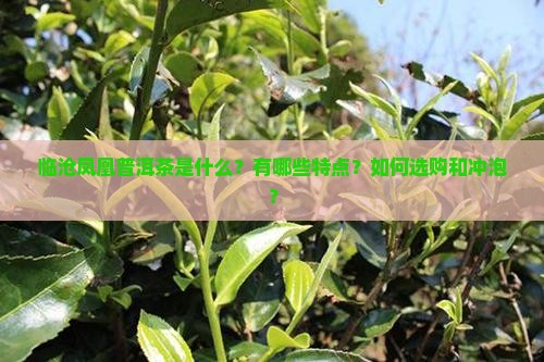 临沧凤凰普洱茶