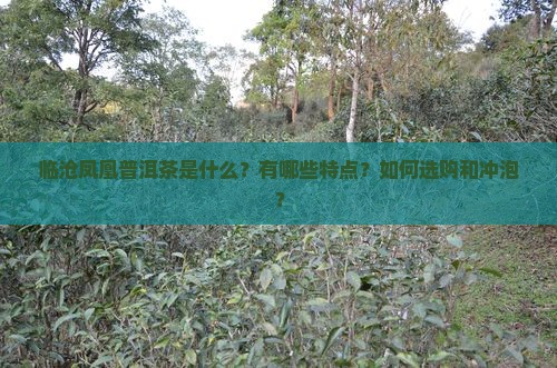 临沧凤凰普洱茶