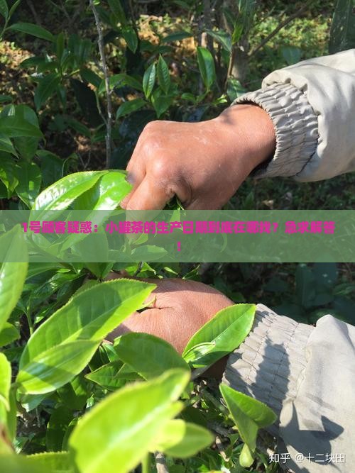 小罐茶的生产日期在哪里