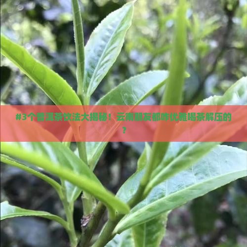 云南普洱茶的飲法 云南普洱茶的飲法